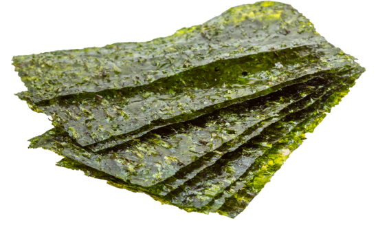 Ginkgo biloba